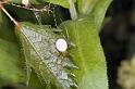 Enoplognatha_ovata_D3807_Z_87_Badhoevedorp_Nederland