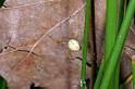 Enoplognatha_ovata_D4459_Z_81_Belversven_Nederland