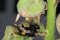 Enoplognatha_ovata_D4489_Z_85_Badhoevedorp_Nederland