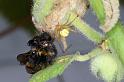 Enoplognatha_ovata_D4490_Z_88_Badhoevedorp_Nederland