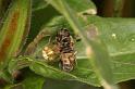 Enoplognatha_ovata_D5829_Z_90_Badhoevedorp_Nederland