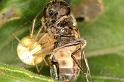 Enoplognatha_ovata_D5830_Z_91_Badhoevedorp_Nederland