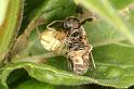 Enoplognatha_ovata_D5833_Z_89_Badhoevedorp_Nederland