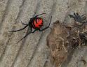 Latrodectus_ZZ438_D5927_Z_90_-_-