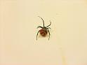 Latrodectus_ZZXYX_D4513_Z_75__