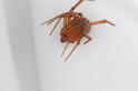 Nesticodes_rufipes_D8071_Z_85_Brisbane_Australie