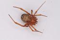 Nesticodes_rufipes_D8072_Z_90_Brisbane_Australie