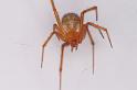 Nesticodes_rufipes_D8073_Z_90_Brisbane_Australie