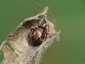 Parasteatoda_mundula_D6541_Z_88_Brisbane_Australie