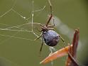 Parasteatoda_mundula_D6726_Z_88_Brisbane_Australie