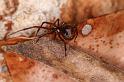 Parasteatoda_mundula_D8029_Z_89_Brisbane_Australie