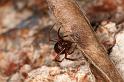 Parasteatoda_mundula_D8030_Z_85_Brisbane_Australie