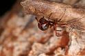 Parasteatoda_mundula_D8031_Z_87_Brisbane_Australie