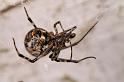 Parasteatoda_tepidariorum_D4427_Z_88_Badhoevedorp_Nederland