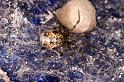 Parasteatoda_tepidariorum_D4520_Z_87_Badhoevedorp_Nederland