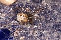 Parasteatoda_tepidariorum_D4521_Z_88_Badhoevedorp_Nederland