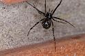 Parasteatoda_tepidariorum_D4717_Z_91_Badhoevedorp_Nederland