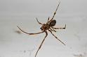 Parasteatoda_tepidariorum_D7020_Z_87_Badhoevedorp_Nederland