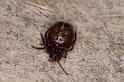 Steatoda_bipunctata_D4249_Z_80_Ooij_Nederland