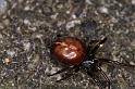 Steatoda_bipunctata_D4331_Z_84_Veenendaal_Nederland