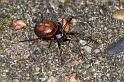 Steatoda_bipunctata_D4332_Z_89_Veenendaal_Nederland