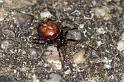 Steatoda_bipunctata_D4333_Z_89_Veenendaal_Nederland