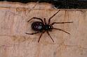 Steatoda_bipunctata_D4334_Z_84_Veenendaal_Nederland