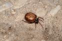 Steatoda_bipunctata_D5704_Z_87_Ooij_Nederland