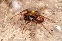 Steatoda_bipunctata_D5711_Z_88_Ooij_Nederland