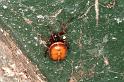 Steatoda_bipunctata_D5741_Z_86_Ooij_Nederland