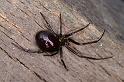 Steatoda_grossa_D4215_Z_85_Badhoevedorp_Nederland