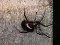 Steatoda_grossa_D4216_Z_82_Badhoevedorp_Nederland