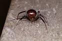 Steatoda_grossa_D4218_Z_85_Badhoevedorp_Nederland