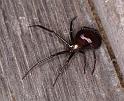 Steatoda_grossa_D4220_Z_86_Badhoevedorp_Nederland