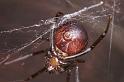 Steatoda_grossa_D4225_Z_91_Badhoevedorp_Nederland