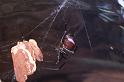 Steatoda_grossa_D4226_Z_89_Badhoevedorp_Nederland