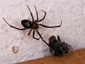 Steatoda_grossa_D4487_Z_88_Badhoevedorp_Nederland