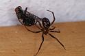 Steatoda_grossa_D4488_Z_88_Badhoevedorp_Nederland