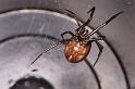 Steatoda_grossa_D4523_Z_88_Badhoevedorp_Nederland