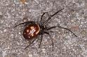 Steatoda_grossa_D4526_Z_91_Badhoevedorp_Nederland