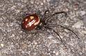 Steatoda_grossa_D4528_Z_90_Badhoevedorp_Nederland