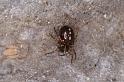 Steatoda_grossa_D4542_Z_88_Badhoevedorp_Nederland