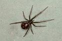 Steatoda_grossa_D5632_Z_85_Badhoevedorp_Nederland