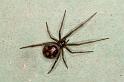 Steatoda_grossa_D5633_Z_88_Badhoevedorp_Nederland