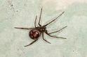 Steatoda_grossa_D5634_Z_88_Badhoevedorp_Nederland