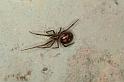 Steatoda_grossa_D5637_Z_85_Badhoevedorp_Nederland