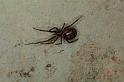 Steatoda_grossa_D5638_Z_85_Badhoevedorp_Nederland