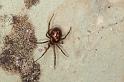 Steatoda_grossa_D5640_Z_87_Badhoevedorp_Nederland