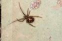 Steatoda_grossa_D5667_Z_85_Badhoevedorp_Nederland