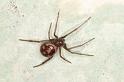 Steatoda_grossa_D5668_Z_87_Badhoevedorp_Nederland